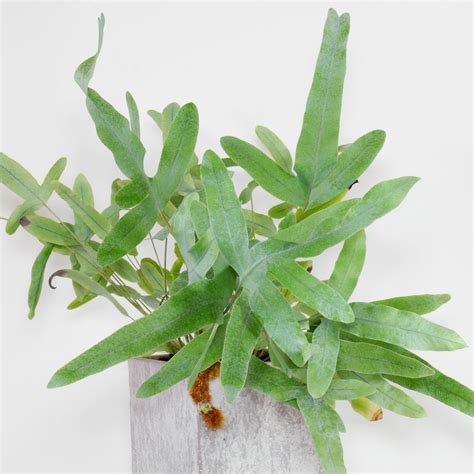 金水龍骨屬|金水龙骨 Phlebodium aureum